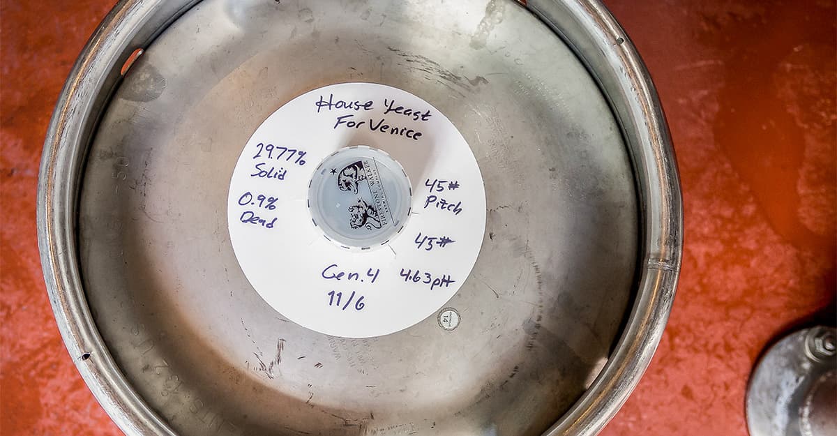 Under the Microscope: Better Beer with House Yeast?