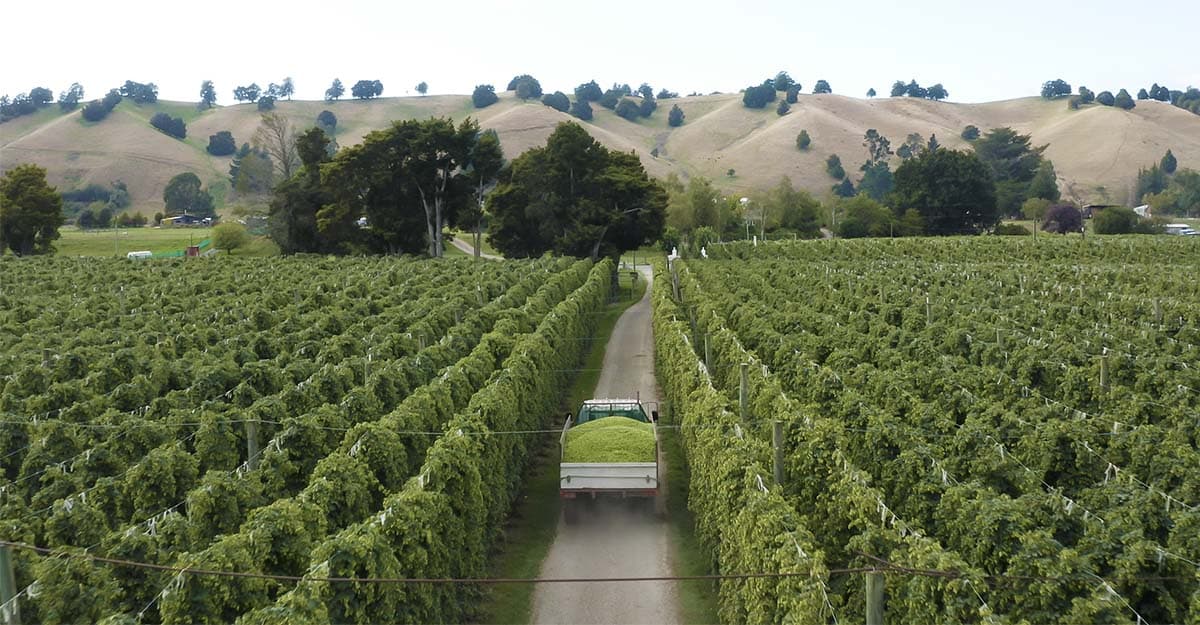 Hops Insider: Looking Ahead at Demand & Supply