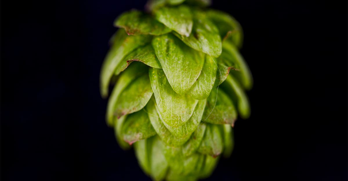 Hops for the Future: What Does It Mean When a Hop Farm Gives Up on Cascade?