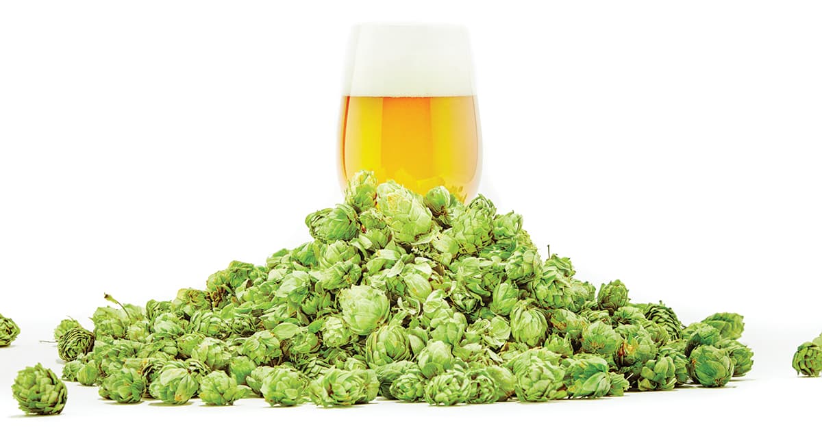 Learning the Love Language: How Even the Smallest Breweries Can Evaluate Their Hops
