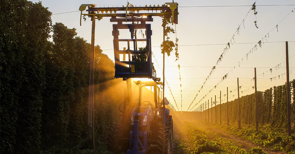Hops Insider: After the Harvest, When the Smoke Has Cleared…