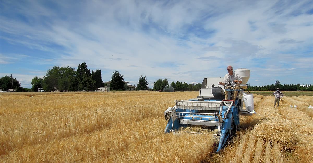 Linking Barley Varieties to the Taste of Your Beer