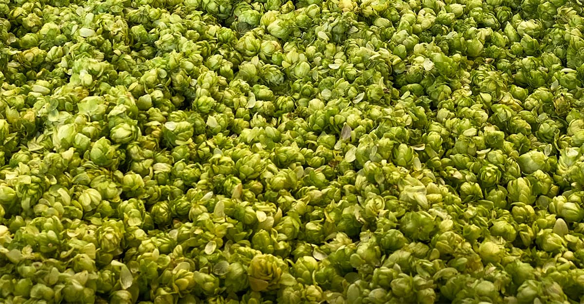 Hops Insider: Promising Harvest Despite Fires & Climate Fears