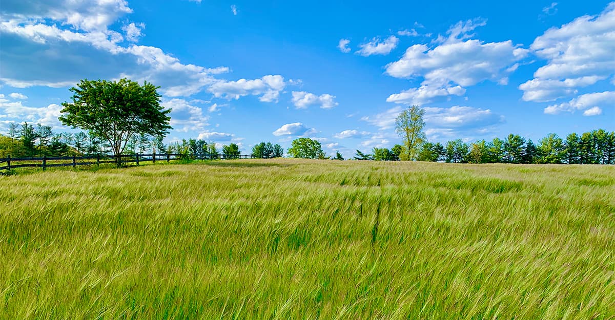 Terroir by the Ton: Regionally Adapted Malt Has a Future