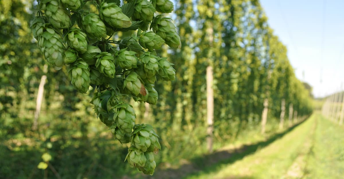 Hops for the Future: Preserving the Nobility
