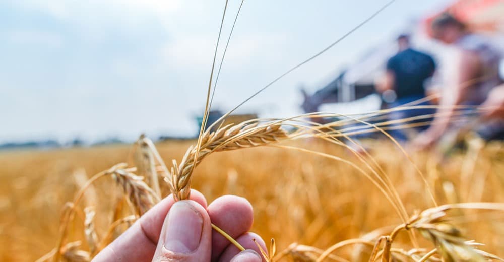 Craft Maltsters Guild Survey: 94 Percent Impacted by COVID-19