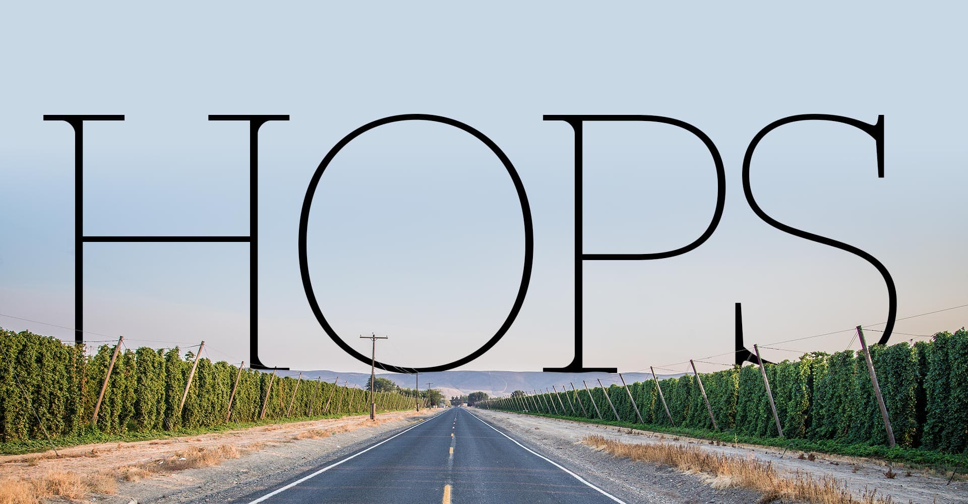 The Current State of Hops