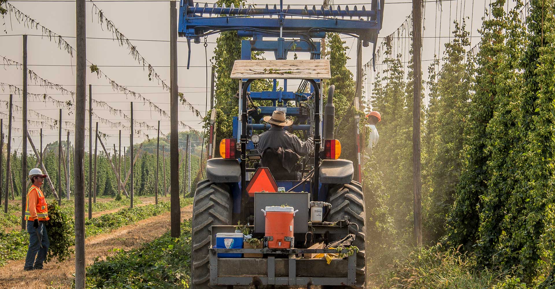 Raw Materials: Hop Producers Cope with Crisis