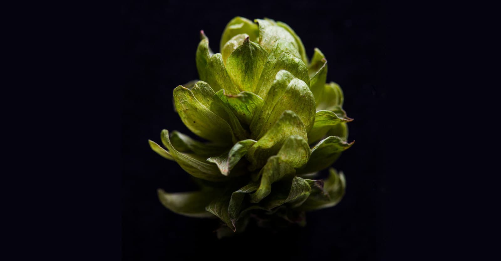 The Hops Insider: The Next Big Thing