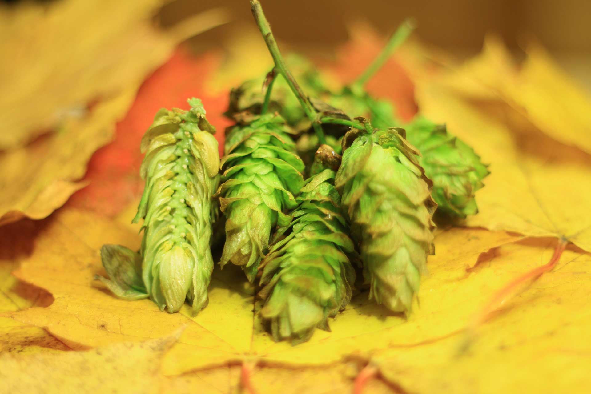 Did Fresh-Hop Season Just Get Longer?
