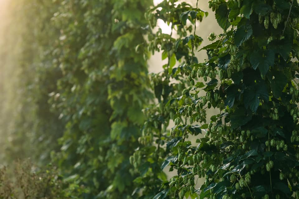 Smoke Taint: Not Just for Grapes Anymore