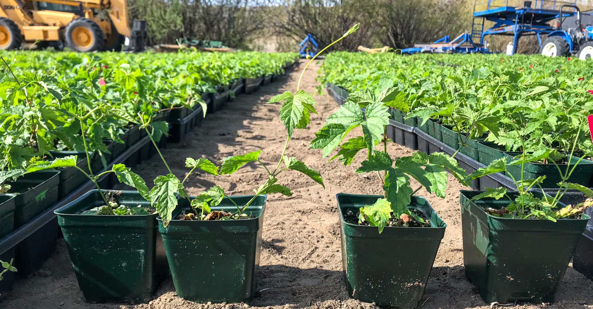 Tricks of the Trellis: When to Switch Hop Varieties