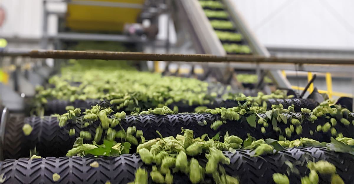 Hops Insider: The Good, the Bad, and the Ugly News from Harvest 2022