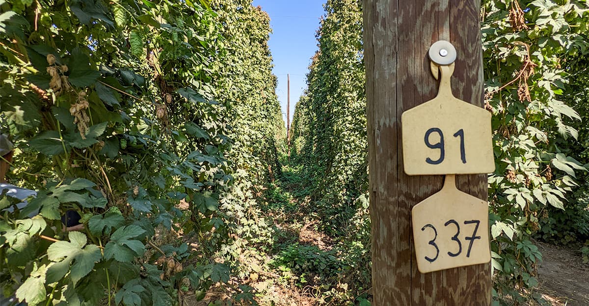 Hops Insider: Choosing Higher-Yield, Lower-Impact Hops