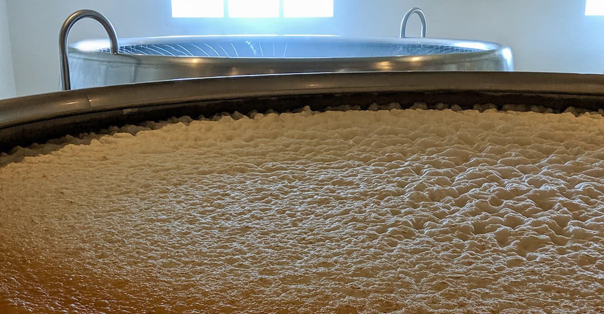 Under the Microscope: Opening Up About Open Fermentation