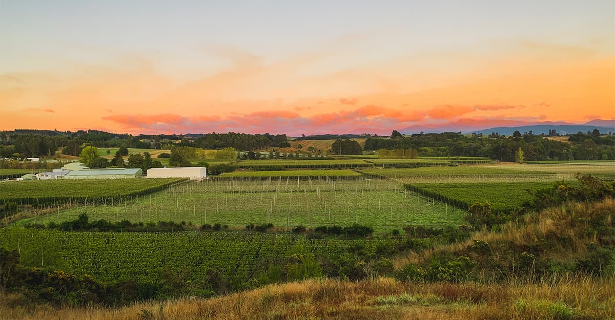 Hops Insider: What’s Up Down Under, Kiwi Edition