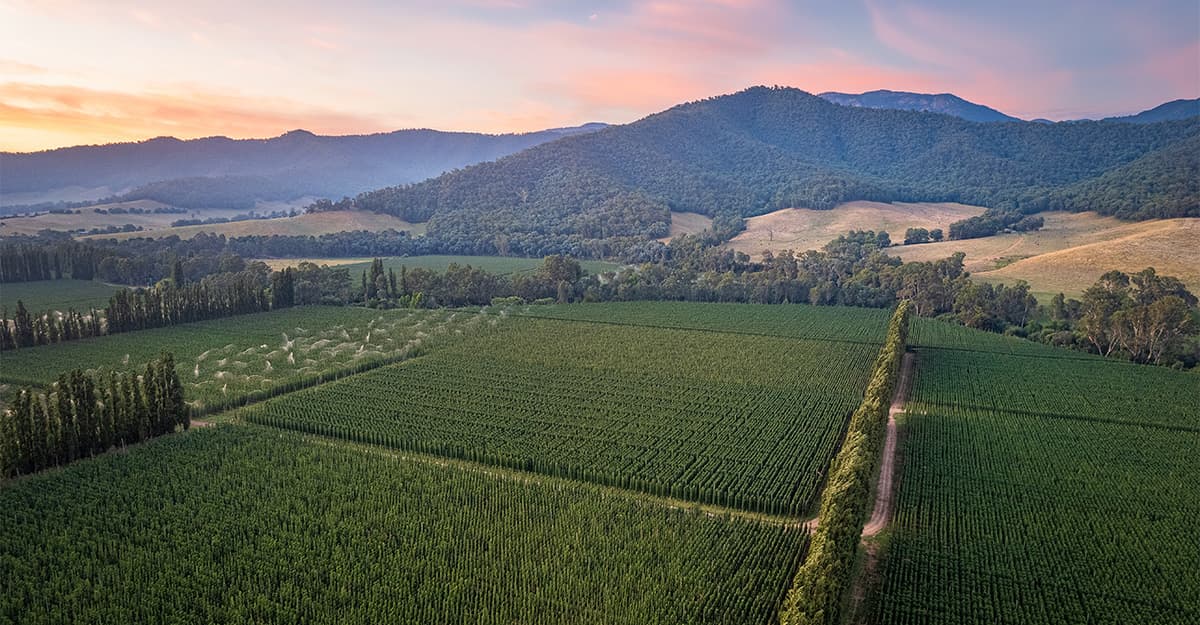 Hops Insider: What’s Up Down Under, Oz & Beyond Edition