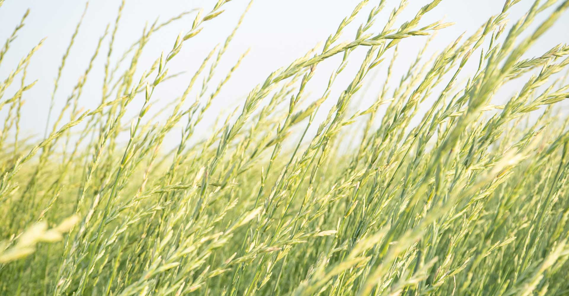 Malt Insider: The Promise and Possibility of Sustainable Grains