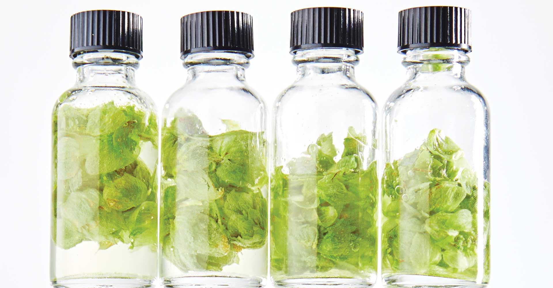 Hops Insider: The Evolving Quest for (More) Thiols