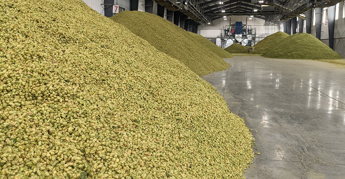 Hops Insider: Rightsizing the Hop Market