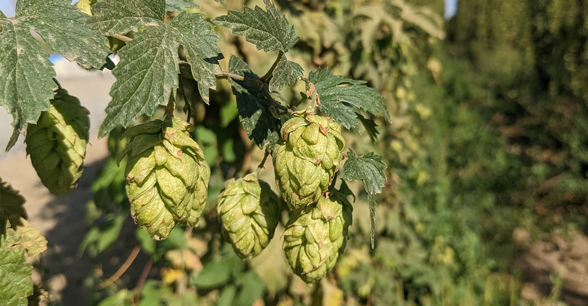 Hops Insider: Making Adjustments for This Year’s American Hops