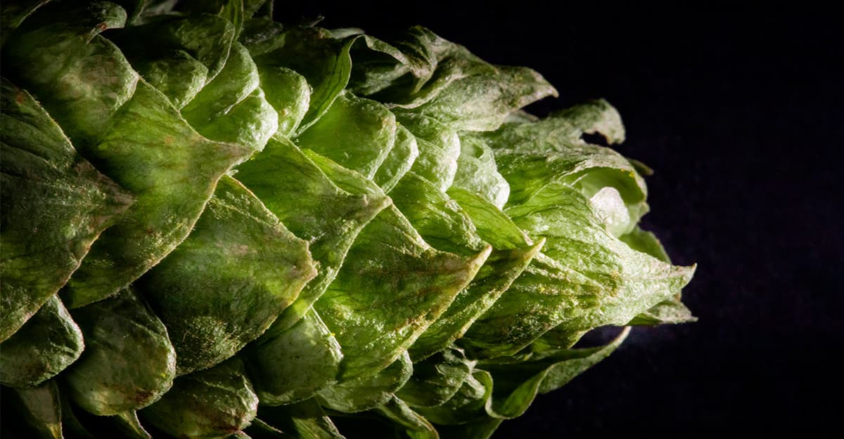 Hops Insider: Revenge of the Hop Creep