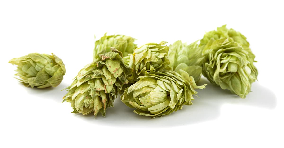 Hops Insider: Searching for Synergy