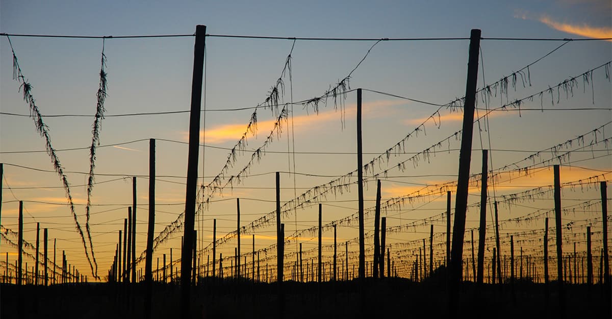 Hop Harvest 2023: Inching Toward Equilibrium