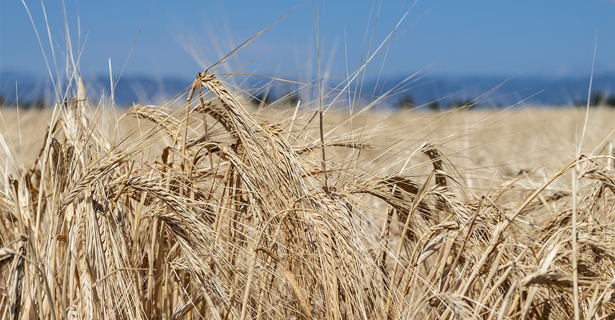 The Malt Outlook: Finally, Some Good News?