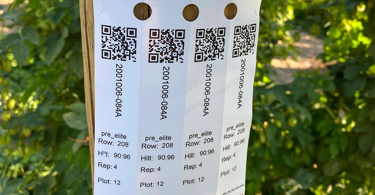 Hops Insider: What’s the Future for Boutique Hops?