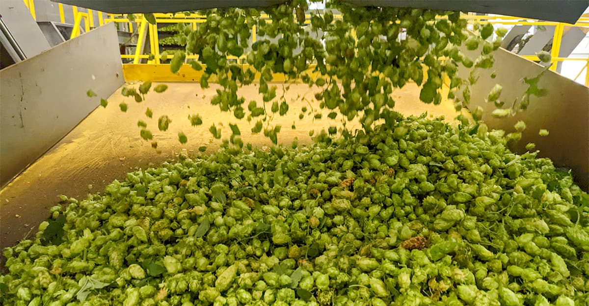 Hops Insider: Bracing for the Next Market Correction