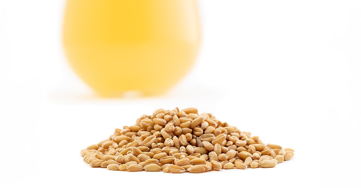 Malt Insider: Ancient Grains in Modern Beers