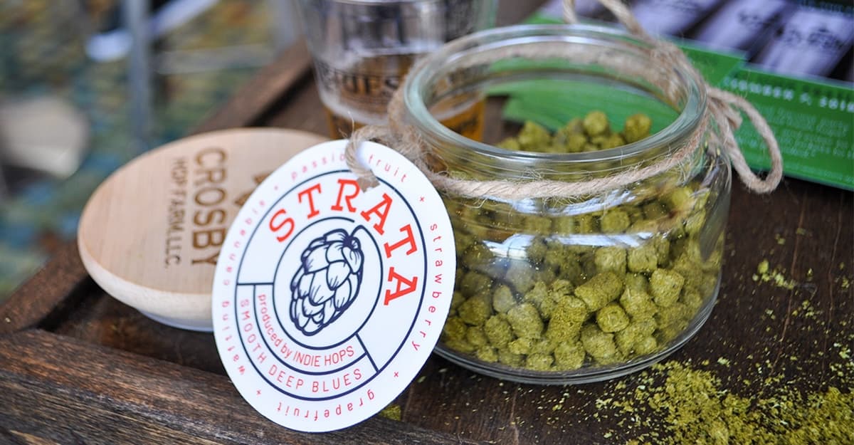 Hops Insider: New Research for Fine-Tuning Hop-Forward Beers