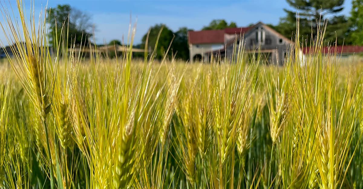 Can Brewers Reap Benefits from Regenerative Barley?