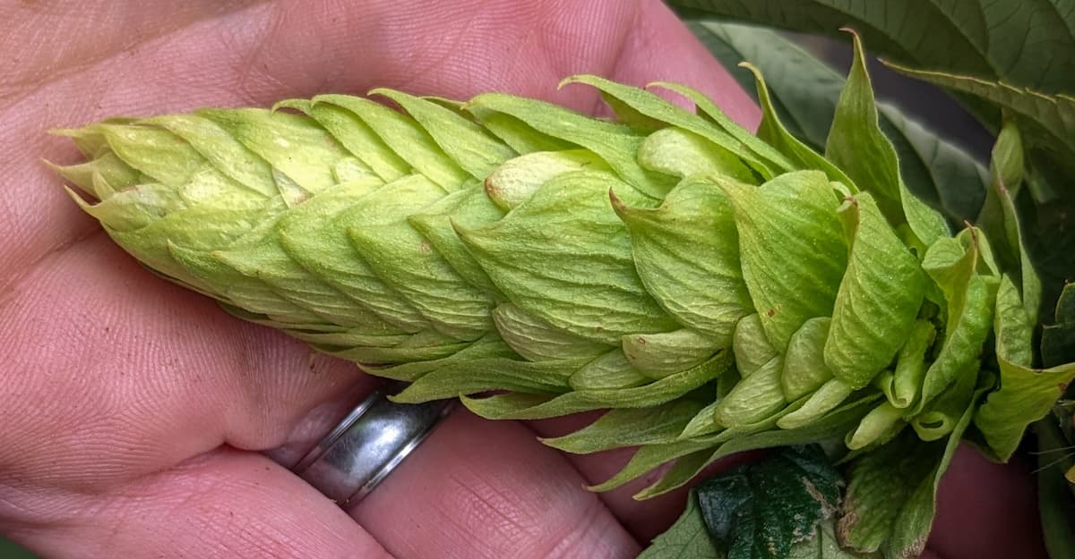 Hops Insider: Show Us Your Cones, and the Future