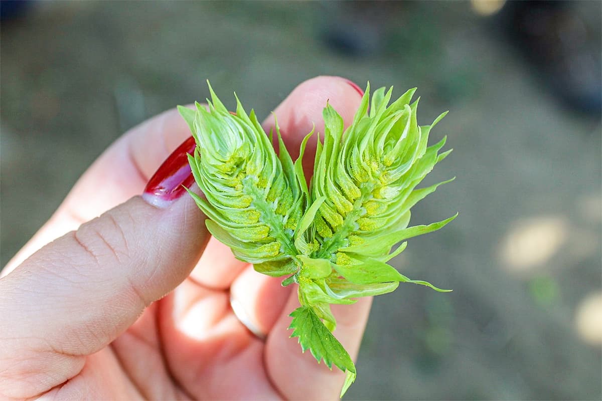 Hops Insider: Was Brewer’s Gold Ahead of Its Time?