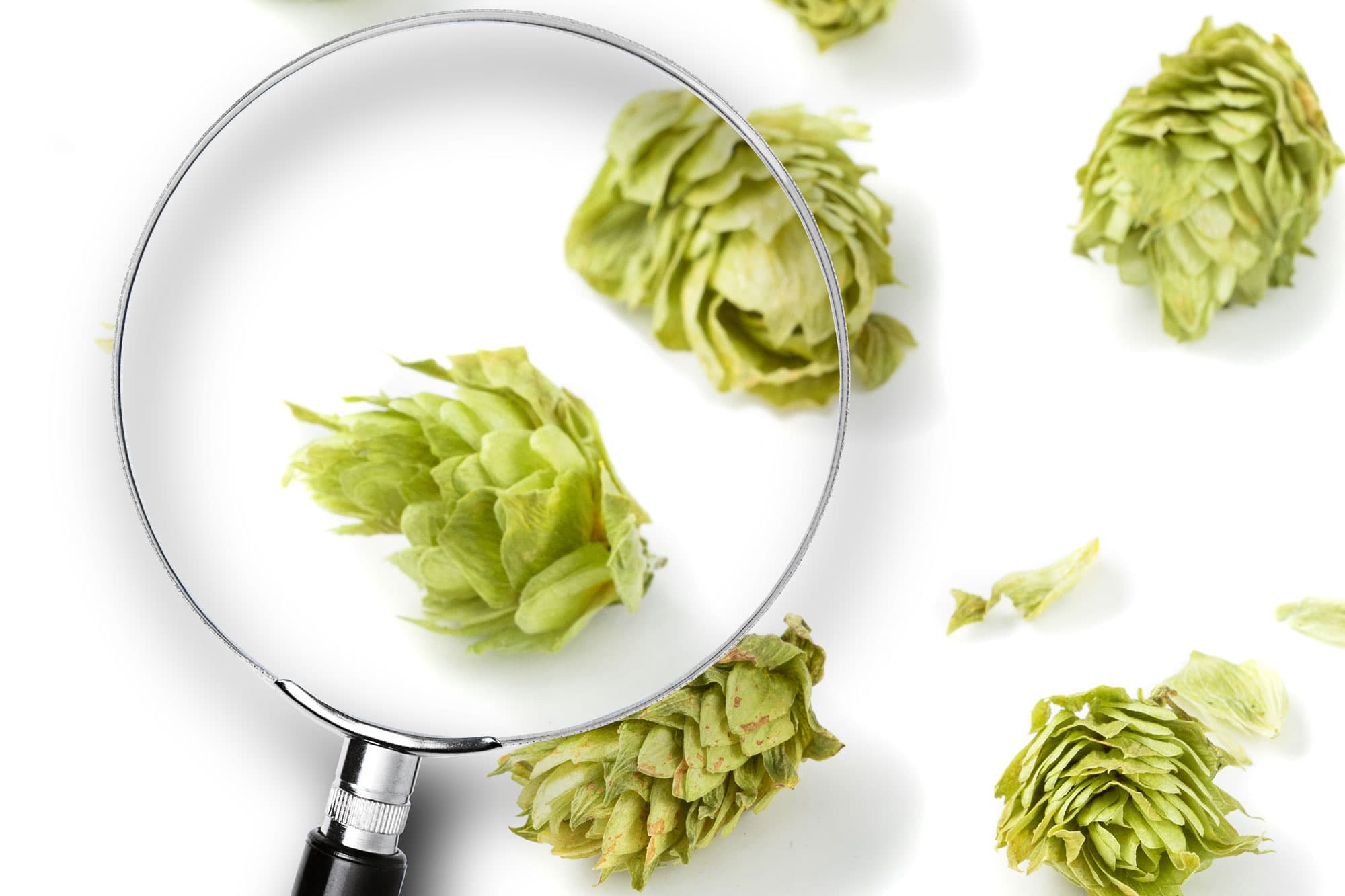 To Dial in Your Bitterness, Zoom in on the Science