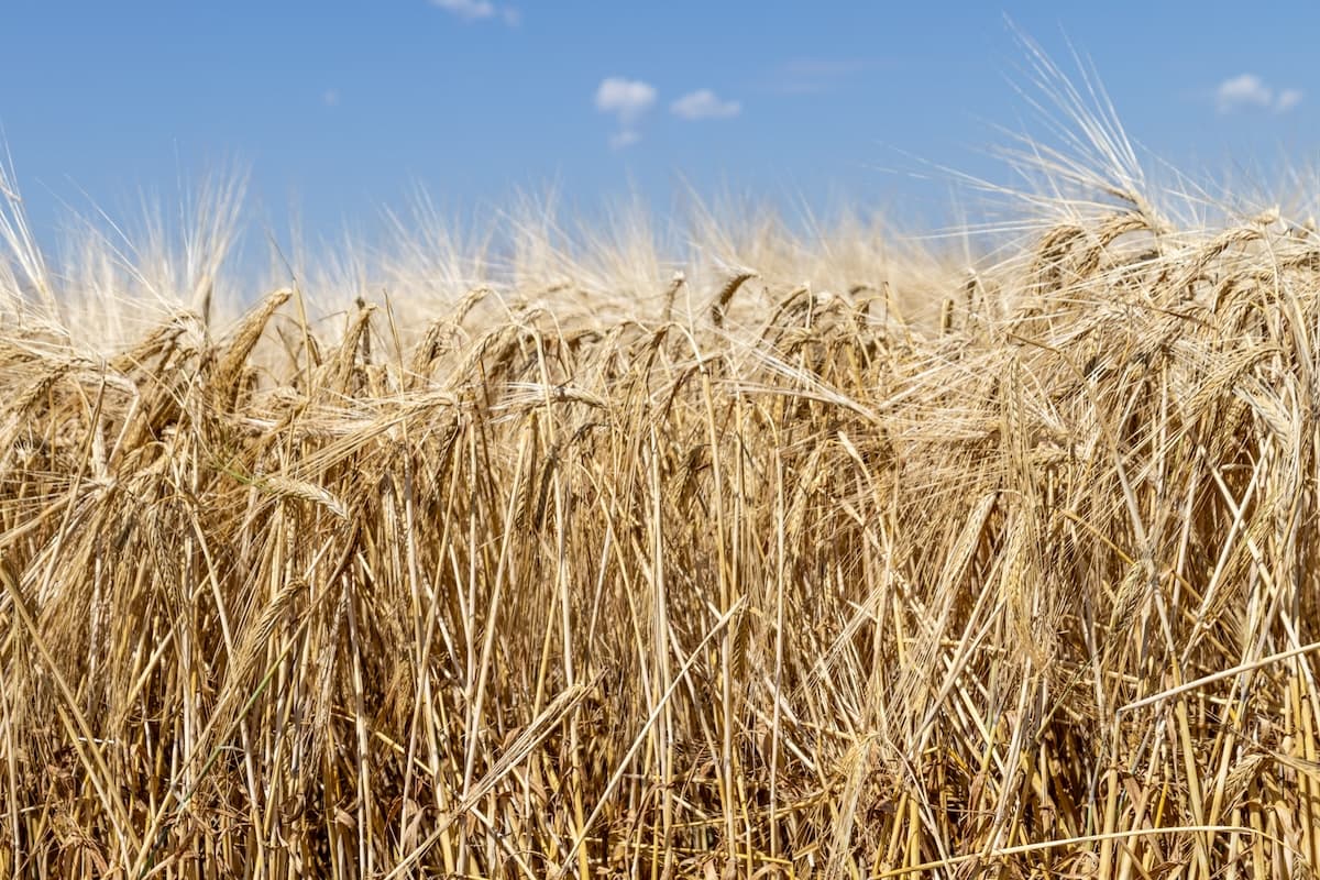 How the Climate Is Affecting Your Optimal Mash Temps