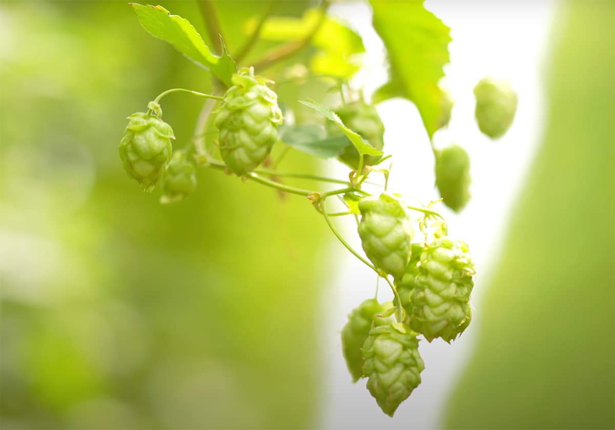 Three New Hops Emerge into a Competitive Field