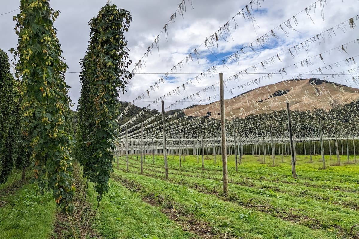 Hops Insider: Pinpointing the Perfect Pick Time for Better Beer