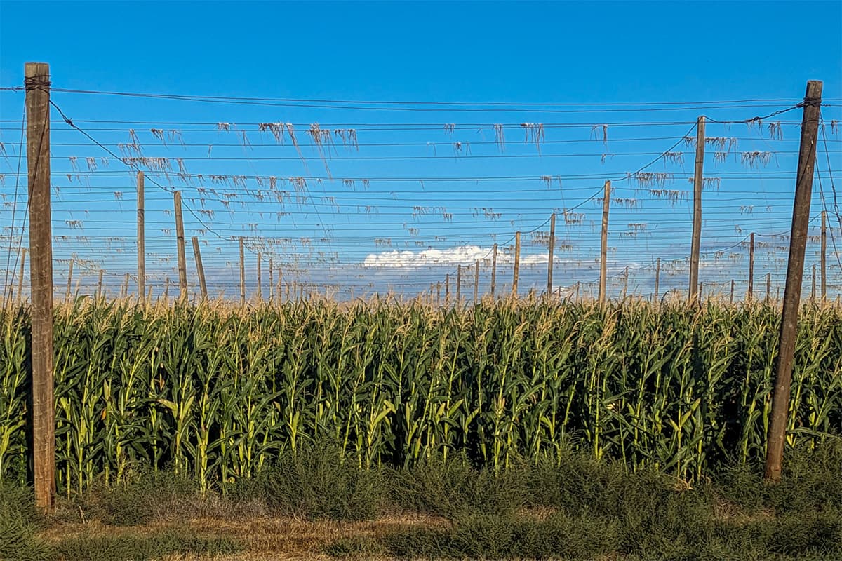 Hops Insider: Growers Ponder Their Future