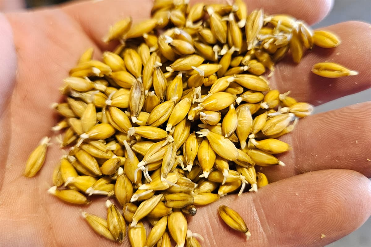 As Craft Malt Matures, the Value Equation Shifts