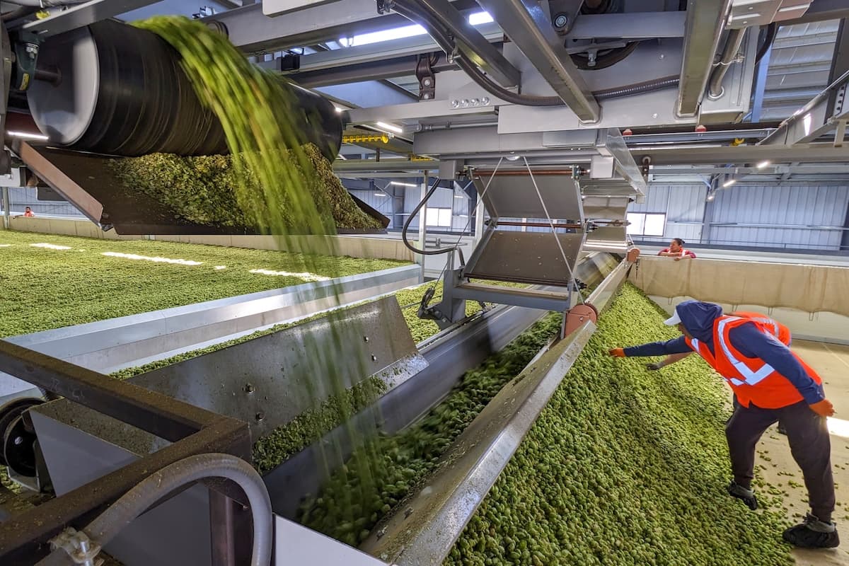 A Stable Hop Market May Feel Less Stable to Brewers